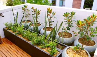 燕子掌的养殖技巧有哪些呢 燕子掌的养殖技巧有哪些呢