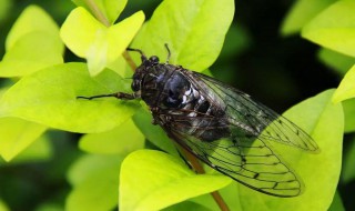 蝉的别名(蝉的别名和特征是什么)
