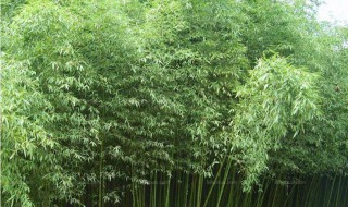 慈孝竹的移植方法（慈孝竹怎么繁殖）