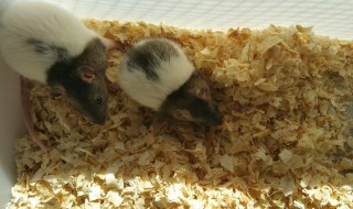 花枝鼠尾巴能剪掉吗 花枝鼠尾巴能剪掉吗图片