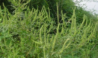 豚草是什么植物（豚草图片）