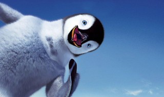 南极黄金企鹅是怎么回事 南极出现金色企鹅