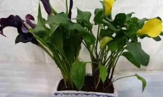 马蒂莲能不能放在家中（马蒂莲能不能放在家中）