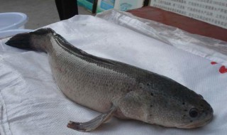 白乌鱼与乌鱼的区别(白乌鱼与乌鱼的区别在哪里)