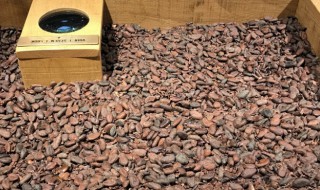 可可豆怎么吃 可可豆怎么吃减肥