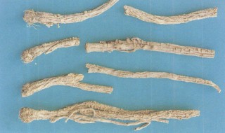 防风的功效与作用有哪些(防风的功效和作用)