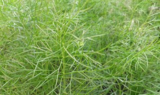 补肾草长什么样 补肾草有哪几种