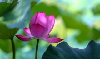 长期饮用荷叶茶有危害吗 长期饮用荷叶茶有危害吗