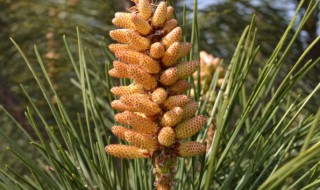 松树花粉有什么作用 松树花粉对人有害吗