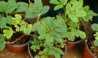 含羞草有什么作用(含羞草有什么作用有没有毒)