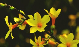 迎春花什么时候开花（迎春花什么时候开花?）