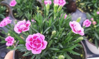 石竹养殖的注意事项有哪些 石竹养殖的注意事项有哪些呢