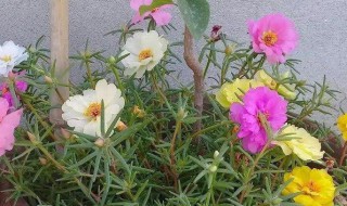 怎么种植太阳花 怎么种植太阳花好看