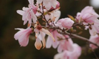 多花木兰有什么特点（花木兰主要）