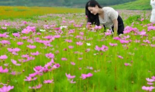 4月的花海哪里更美 四月份的花海