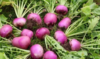 芜菁是什么你造吗 芜菁百度百科