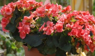 海棠花可以养在家里吗 海棠花可以养在家里吗人体有害吗