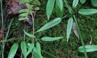 红茜草是什么样的 茜草和红茜草的区别