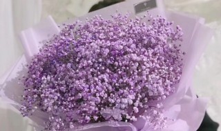 满天星花的花语是什么 满天星花的花语是什么意思