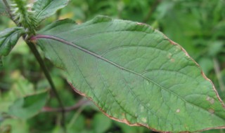 倒扣草是什么（倒扣草别名还叫什么草倒扣草图片）