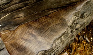 阴沉木鉴定方法（阴沉木鉴定机构）