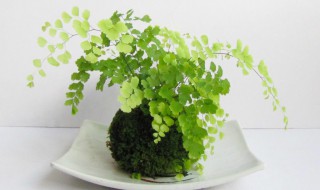 铁线蕨如何养殖 铁线蕨如何养殖视频