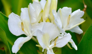 姜花的食用方法（姜花的食用方法和禁忌）