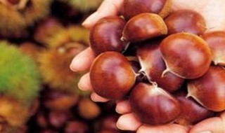 板栗的储藏方法 板栗保存的方法