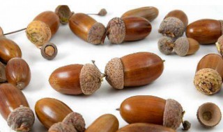 橡子的食用方法（橡子吃法大全）