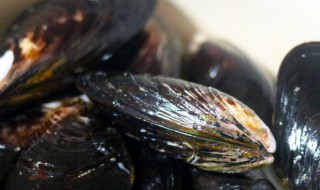 海虹清洗方法（海虹的清洗和制作方法）