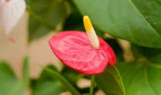 红掌怎么养殖（红掌怎么养殖和使用方法）