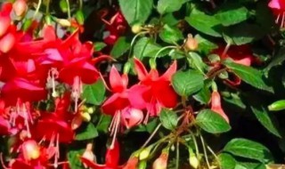 倒挂金钟如何养殖 倒挂金钟养殖注意事项