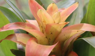 凤梨花如何养殖(凤梨花如何养殖方法)