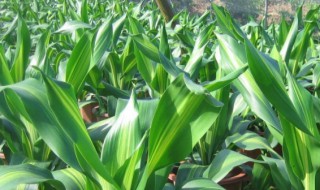 龙血花怎么养殖 龙血花怎么养殖视频