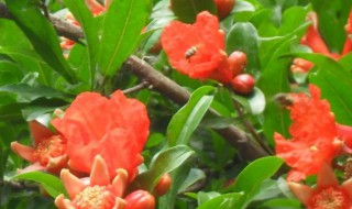 石榴花如何养殖（石榴花如何养殖）