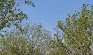 杜梨怎么养殖(杜梨怎么养殖视频)