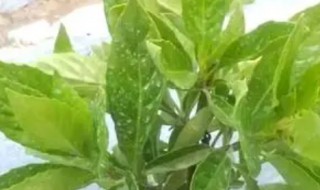 长寿草如何养殖 长寿草如何养殖