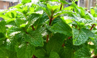 薄荷如何养殖（薄荷如何养殖和管理）