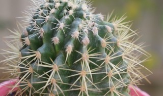 仙人球如何养殖 仙人球如何养殖?