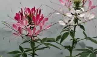 米碎花怎么养殖 米碎花怎么养殖好