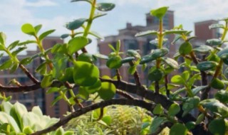 马齿苋树怎么养殖 马齿苋树养殖和注意方法