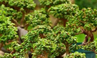 马齿苋树如何养殖（马齿苋树养殖和注意方法）