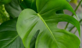 龟背竹怎么养殖(龟背竹怎么养殖方法)