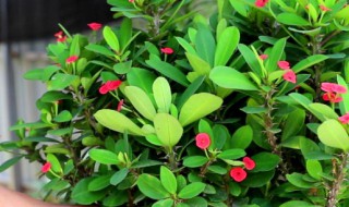 刺梅怎么养殖 刺梅怎么养殖会让枝干粗壮