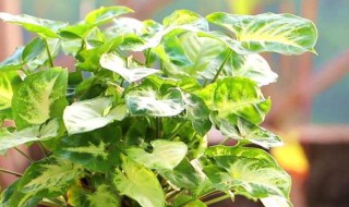 合果芋怎么养殖（合果芋养殖环境）