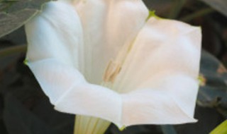 曼陀罗怎么养殖 曼陀罗怎么养殖方法