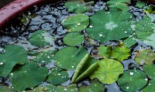睡莲怎么养殖（睡莲家庭养殖方法）