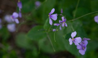 二月兰怎么养殖 二月兰养殖方法