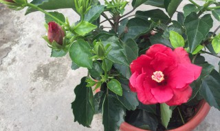 盆栽木槿花如何养（盆栽木槿花如何养殖）