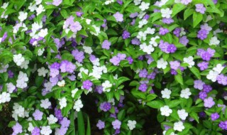 双色茉莉怎么养 双色茉莉怎么养好